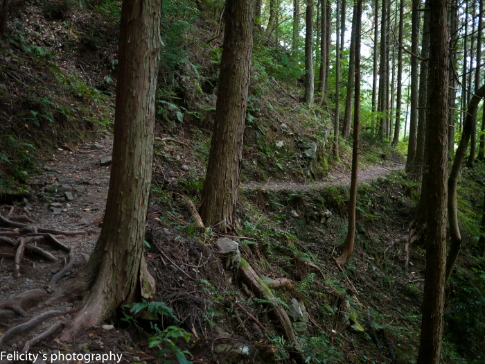 A dim section of Kumano Kodo winding between the trees. 